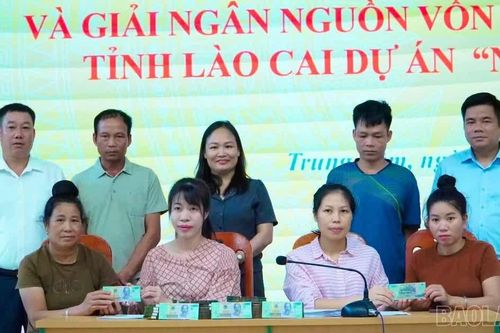 Hội Nông dân tỉnh Lào Cai giải ngân 800 triệu đồng hỗ trợ hội viên nuôi trâu sinh sản
