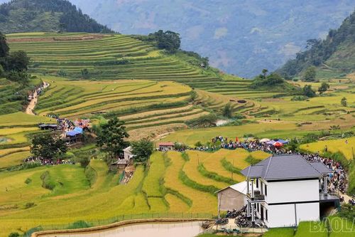 Khai mạc Lễ hội Mùa vàng Sín Chéng lần thứ I năm 2026
