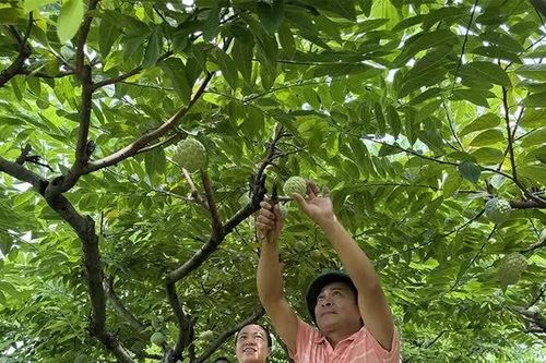 Xây dựng mã số vùng trồng - Nâng tầm thương hiệu na Bồ Lý