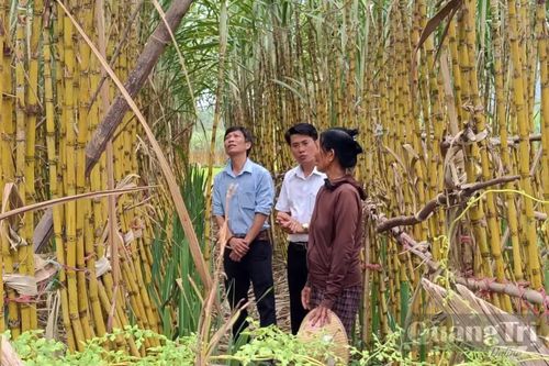 Cây trồng mở hướng giảm nghèo