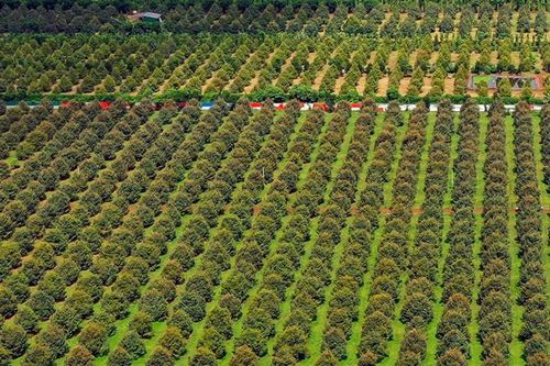 Phó Thủ tướng yêu cầu không mở rộng diện tích sầu riêng, xử lý nghiêm minh các hành vi vi phạm