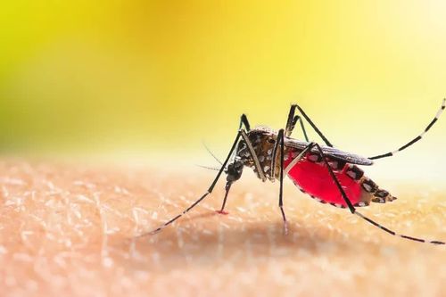 Không chủ quan với dịch bệnh sốt xuất huyết