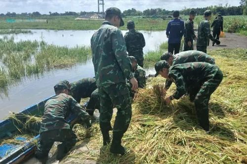 Bộ đội chèo xuồng, giúp nông dân gặt lúa chạy lũ