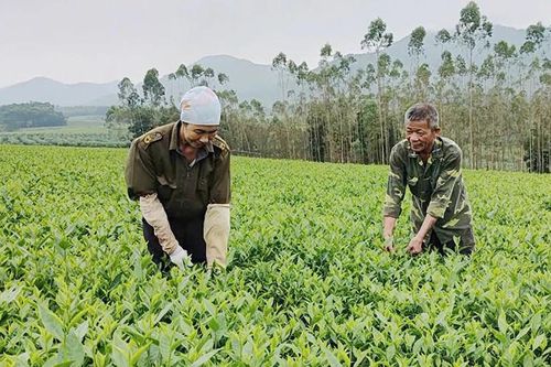 Việc làm cho đồng bào: Phú Thọ tìm lời giải từ gần 1.800 hợp tác xã