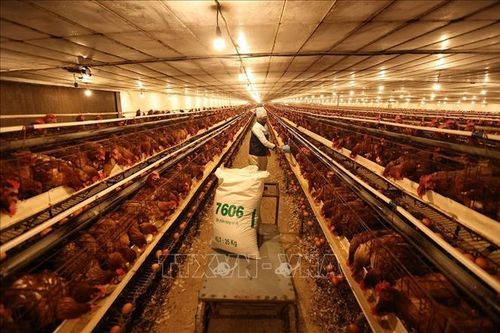 Bước chuyển cho ngành chăn nuôi Việt
