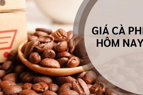 Ngày 16/8: Giá cà phê tiếp tục giảm nhẹ, hồ tiêu đi ngang