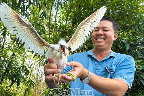 Giữ 'mái nhà' cho đàn cò