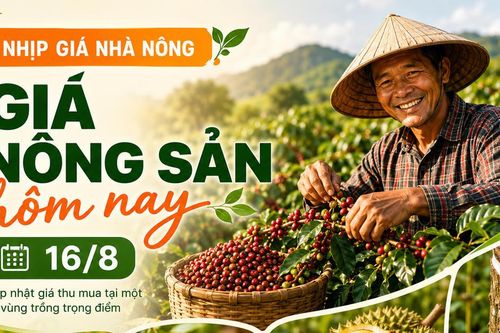 Giá nông sản hôm nay 16/8: Cà phê giảm phiên thứ tư, hồ tiêu đứng giá
