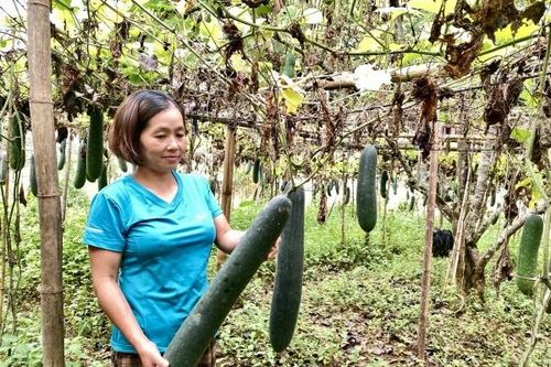 Nữ cán bộ Hội truyền lửa phong trào nông dân sản xuất giỏi
