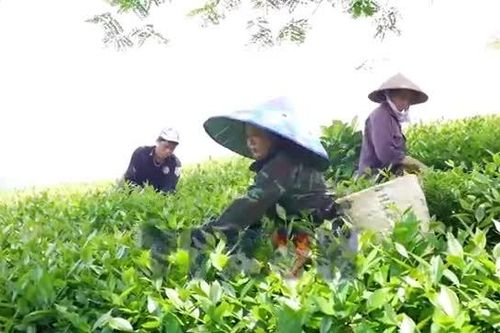 Nỗ lực tìm đầu ra cho chè Liên Sơn