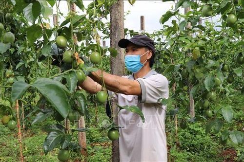 Đẩy nhanh đàm phán mở cửa thị trường cho chanh leo, bưởi
