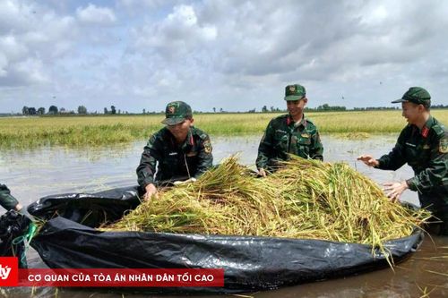 Hơn 100 cán bộ, chiến sĩ giúp dân gặt lúa chạy lũ