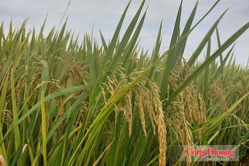 Thị trường gạo thế giới trước sức ép kép