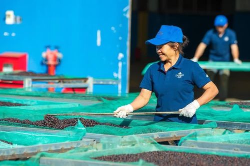 Gia Lai: Chấp thuận chủ trương đầu tư Trung tâm trưng bày cà phê chất lượng cao tại phường Hội Phú