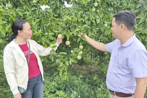 Đổi cây, giữ nghề trên vùng đất mía Tơ Tung