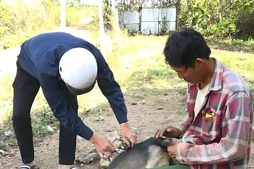 Lâm Đồng tăng cường phòng, chống bệnh dại