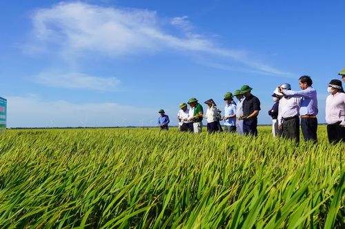 Đánh giá mô hình sản xuất lúa trên diện tích đất không canh tác vụ hè-thu