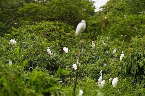 Cần Thơ: Vườn cò Tân Long – Màu xanh bình yên giữa miền sông nước