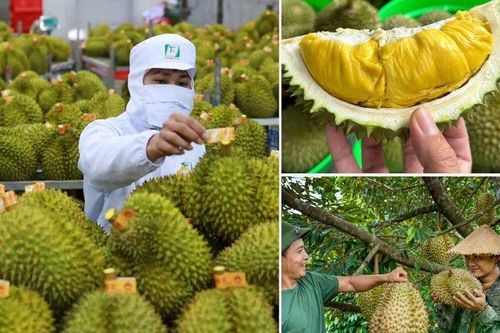 Phía sau cơn sốt “vàng xanh” sầu riêng: Khi sản lượng không còn là thước đo duy nhất