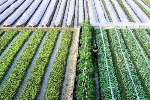 Nông nghiệp Hà Nội tăng tốc nhờ Luật Thủ đô