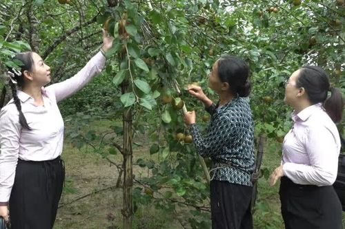 Phòng Giao dịch Ngân hàng Chính sách xã hội Nguyên Bình cho vay đạt gần 96,4 tỷ đồng