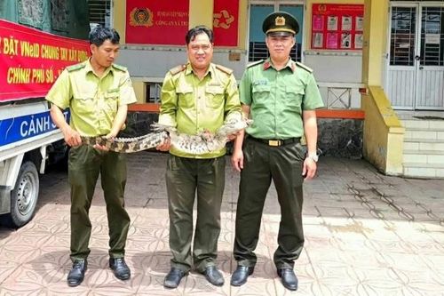 Phát hiện cá sấu mắc lưới, người dân chủ động giao nộp cho công an