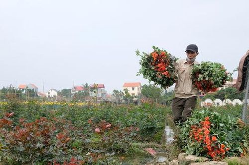 Hà Nội: Gia tăng giá trị sản xuất nông nghiệp vụ Mùa