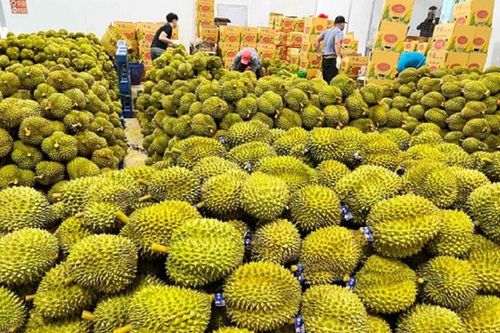 Xuất khẩu sầu riêng: Đứng trước cơ hội bứt phá