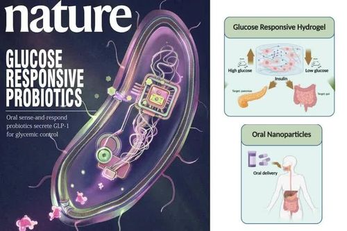 Vi khuẩn probiotic được biến đổi gen để điều trị bệnh tiểu đường