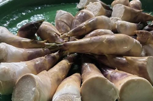 Thái Nguyên bứt phá kinh tế nhờ mô hình trồng măng Lục Trúc