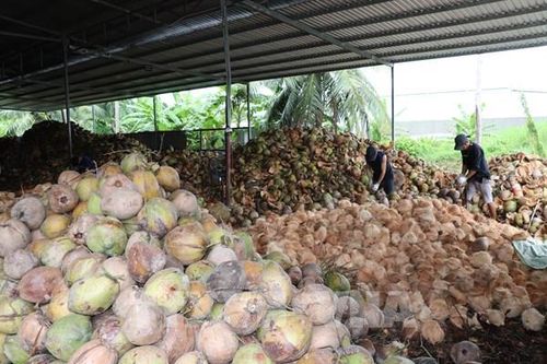 Nối lại chuỗi giá trị dừa Vĩnh Long: Mô hình 4P có gì đặc biệt?