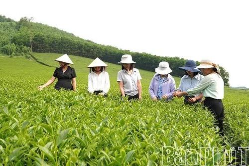 Võ Miếu nâng cao chất lượng vùng nguyên liệu chè