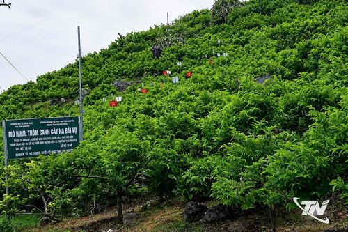 Chủ động mùa quả, mở rộng thị trường