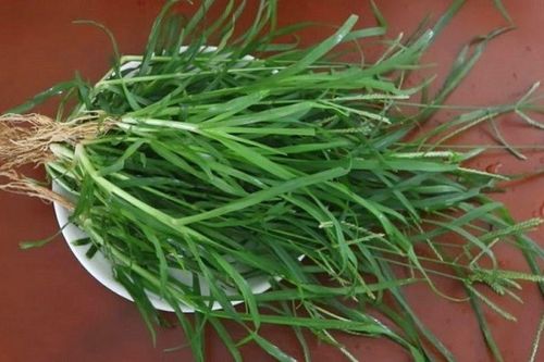 Loại cỏ mọc đầy bờ ruộng, ven đường: Tưởng bỏ đi nhưng lại là vị thuốc được dùng từ lâu