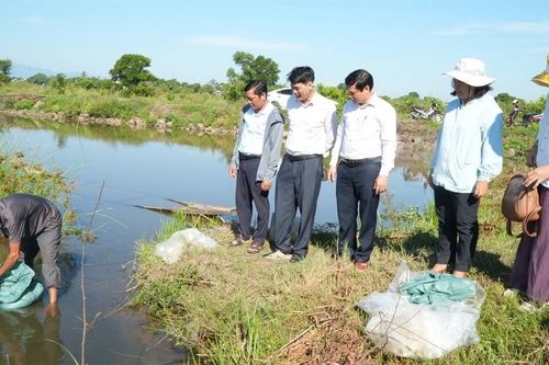 Từ những ruộng lúa kém hiệu quả đến mô hình lúa - tôm bền vững