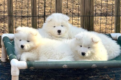 Chú chó bên Taylor Swift gây sốt, Samoyed được săn đón