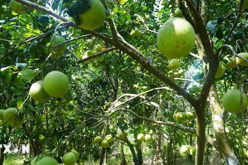 Đặc sản bưởi thanh trà ở thành phố Huế vào chính vụ