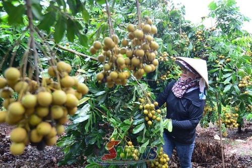 Lóng Phiêng làm giàu từ cây nhãn