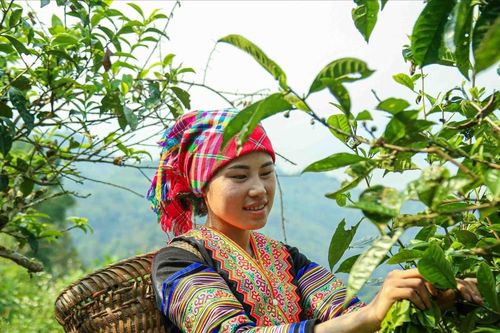 Khi sở hữu trí tuệ thành 'tấm hộ chiếu' để nông sản Lào Cai vươn xa