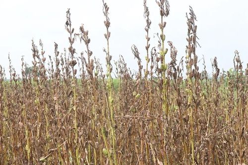 Tin lời AI, nông dân mất trắng 100.000 m² cây trồng sau một đêm