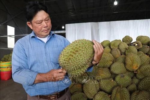 Gỡ điểm nghẽn ngành hàng sầu riêng sau tăng trưởng nóng