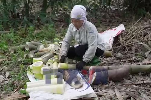 Nông dân Lào Cai làm giàu từ liên kết xuất khẩu măng Bát Độ