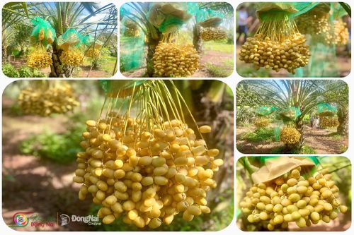 Đi tìm 'đặc sản' mới của Đồng Nai