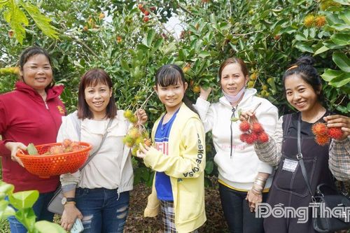 Tân Phú Trung: Nông dân làm du lịch từ vườn cây ăn trái