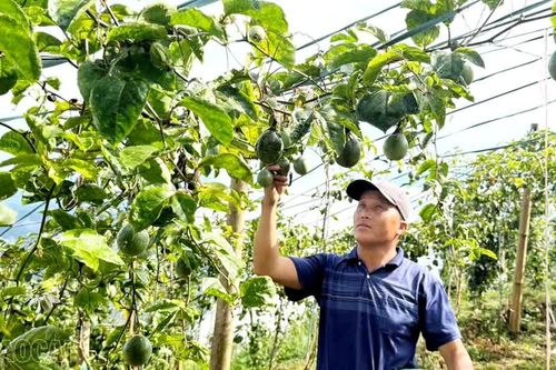 Hiệu quả các chương trình mục tiêu quốc gia tại Bắc Hà