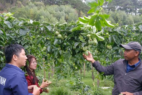 Chuyển đổi cây trồng, nâng hiệu quả sản xuất