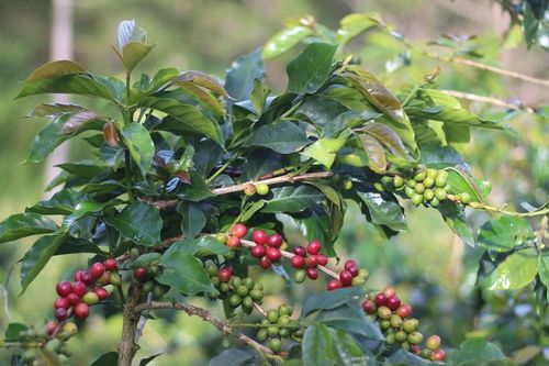 Cà phê bền vững - hướng đi mới dưới chân núi Lang Biang