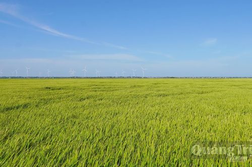 'Đánh thức' những cánh đồng không canh tác vụ hè-thu