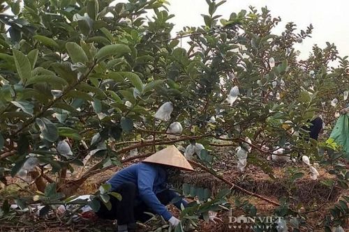 Nông dân Hải Phòng thu hơn 400 triệu đồng/ha mỗi năm nhờ bón phân gà ủ mục cho ổi
