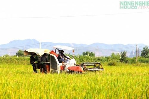 Nghệ An phấn đấu gieo trồng hơn 30.000 ha cây trồng vụ Đông năm 2026